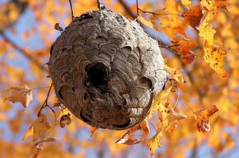 Ong vò vẽ là một loài ong có hình dáng rất độc đáo. Hình ảnh về tổ ong vò vẽ sẽ giúp bạn hiểu rõ hơn về sự chăm chỉ, kiên nhẫn và khéo léo của các con ong trong xây dựng tổ để bảo vệ và nuôi dưỡng con cái.