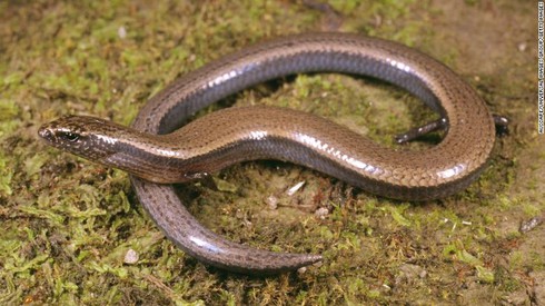 Con Gì Vừa Đẻ Trứng Vừa Đẻ Con? Khám Phá Những Loài Động Vật Đặc Biệt