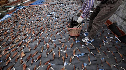 Sốc: hàng ngàn miếng vi cá mập được phơi trên nóc nhà ở Hồng Kông - ảnh 2