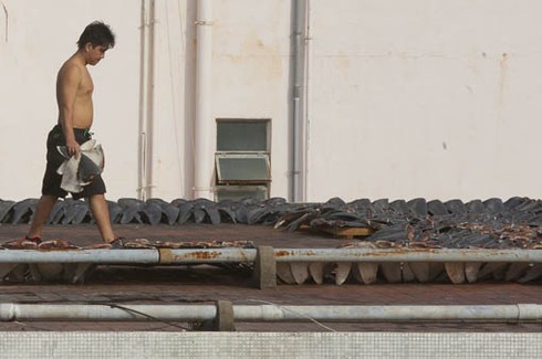 Sốc: hàng ngàn miếng vi cá mập được phơi trên nóc nhà ở Hồng Kông - ảnh 4