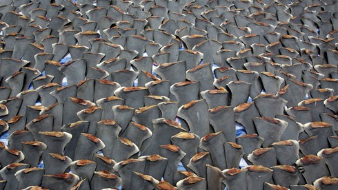 Sốc: hàng ngàn miếng vi cá mập được phơi trên nóc nhà ở Hồng Kông - ảnh 7