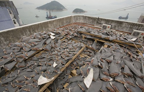 Sốc: hàng ngàn miếng vi cá mập được phơi trên nóc nhà ở Hồng Kông - ảnh 8
