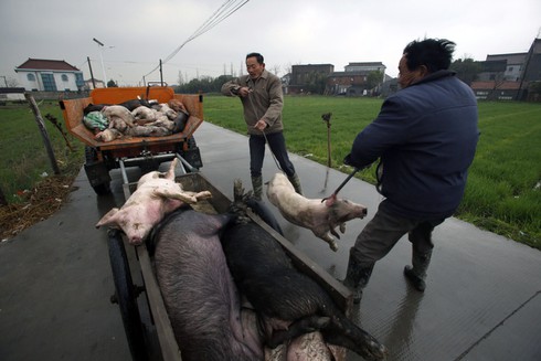 Trung Quốc: Ngư dân bỏ đánh cá, đi vớt xác lợn kiếm tiền - ảnh 1