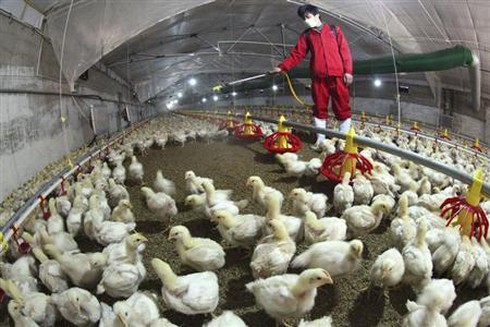 Ngành gia cầm Trung Quốc thất thu kỷ lục 1,6 tỷ USD vì cúm H7N9 - ảnh 1