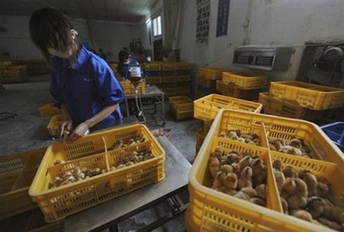 Mỹ: “Khả năng virus H7N9 đột biến, gây đại dịch nghiêm trọng” - ảnh 1