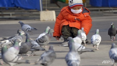 Trung Quốc: Cúm H7N9 đang đứng im - ảnh 1