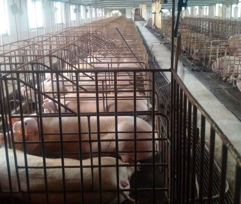 Đầu tư sang nông nghiệp, Hoà Phát đang đối mặt rủi ro nào? - ảnh 1