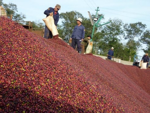 Tái cơ cấu DN thuộc Bộ Nông nghiệp: Trọng tâm là các tập đoàn và tổng công ty - ảnh 1