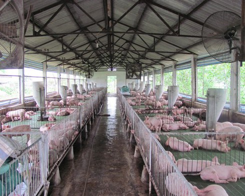 Giá lợn hơi khủng hoảng, Tổng công ty Chăn nuôi vẫn lãi ròng - ảnh 1