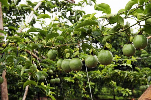 Hoàng Anh Gia Lai trình cổ đông không chia cổ tức năm 2017 - ảnh 1