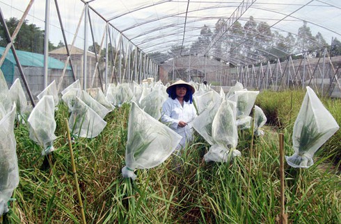 Shop TIN 19/3: Đốt lúa tế trời/ Sợ Bộ trưởng hứa suông... - ảnh 5