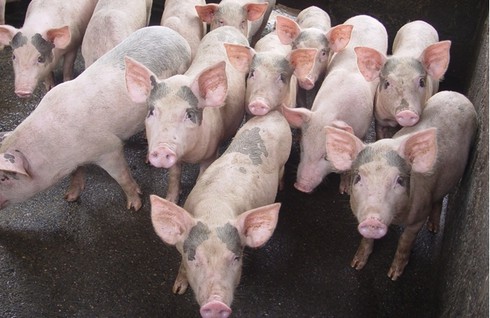 Shop TIN 3/4: Dân đợi lời xin lỗi và hành động thật của Bộ trưởng Cao Đức Phát - ảnh 9