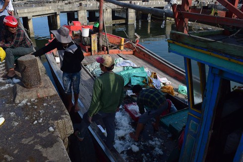 Quảng Bình: 10 tấn cá đầu tiên được thu mua tại cảng Gianh - ảnh 2