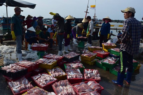 Quảng Bình: 10 tấn cá đầu tiên được thu mua tại cảng Gianh - ảnh 3