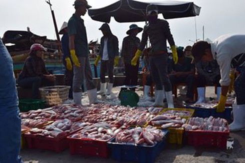 Quảng Bình: 10 tấn cá đầu tiên được thu mua tại cảng Gianh - ảnh 6