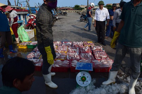 Quảng Bình: 10 tấn cá đầu tiên được thu mua tại cảng Gianh - ảnh 7