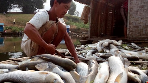 Shop TIN 8/5: Cá chết, san hô chết, nghêu sò ốc hến chết, lúc nào tới chúng ta? - ảnh 5