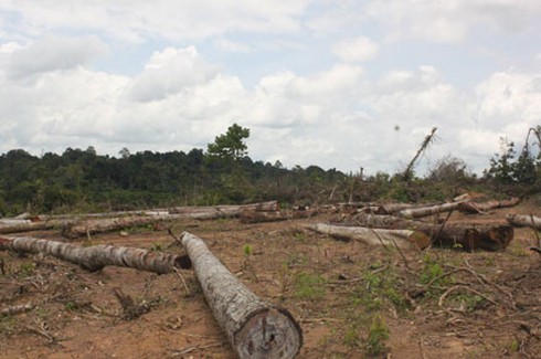 Shop TIN 21/8: Thủ tướng: Kiên quyết đóng cửa rừng để cứu rừng - ảnh 3