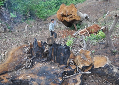 Shop TIN 21/8: Thủ tướng: Kiên quyết đóng cửa rừng để cứu rừng - ảnh 1