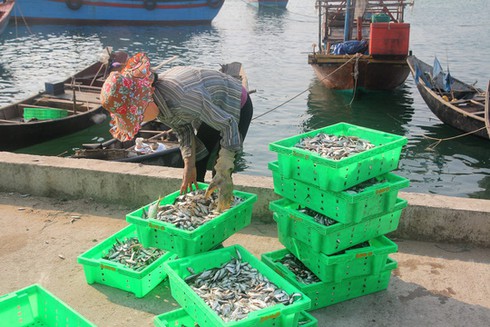 Shop TIN 27/8:Hải sản ở các vùng biển có sự cố môi trường không nên sử dụng... - ảnh 1