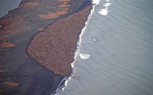 Nhìn lại thế giới trong tháng 10 qua ống kính nhà báo - ảnh 15