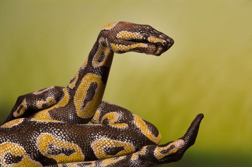 Sửng sốt nghệ thuật tạo hình động vật từ hai bàn tay - ảnh 9