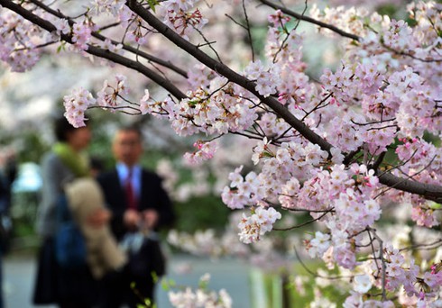 Tokyo vào ngày đẹp nhất mùa hoa anh đào 2013 - ảnh 1