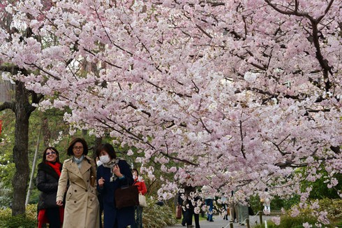 Tokyo vào ngày đẹp nhất mùa hoa anh đào 2013 - ảnh 3