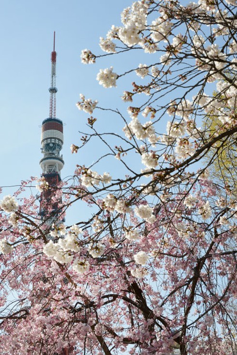 Tokyo vào ngày đẹp nhất mùa hoa anh đào 2013 - ảnh 5