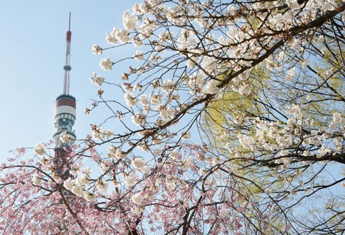 Tokyo vào ngày đẹp nhất mùa hoa anh đào 2013 - ảnh 6