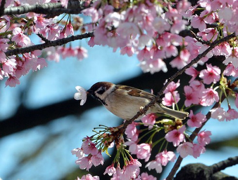 Tokyo vào ngày đẹp nhất mùa hoa anh đào 2013 - ảnh 11