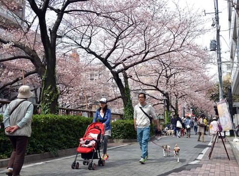 Tokyo vào ngày đẹp nhất mùa hoa anh đào 2013 - ảnh 14