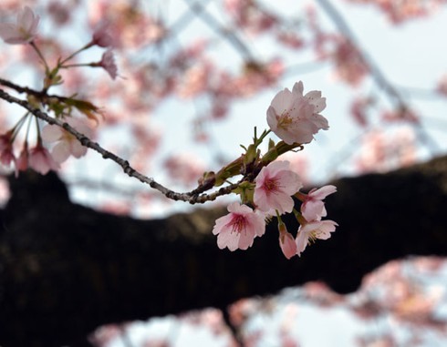 Tokyo vào ngày đẹp nhất mùa hoa anh đào 2013 - ảnh 15