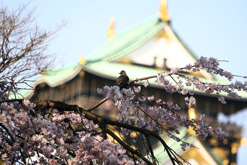 Ngắm hoa anh đào ở thành cổ Osaka - ảnh 5