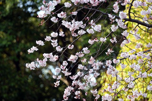 Ngắm hoa anh đào ở thành cổ Osaka - ảnh 8