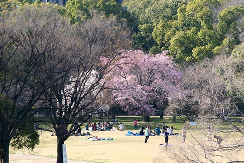 Ngắm hoa anh đào ở thành cổ Osaka - ảnh 1