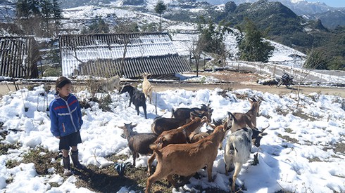 Công điện khẩn ứng phó với rét đậm rét hại - ảnh 2