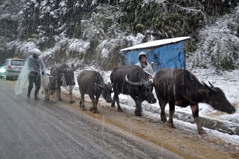 Công điện khẩn ứng phó với rét đậm rét hại - ảnh 1