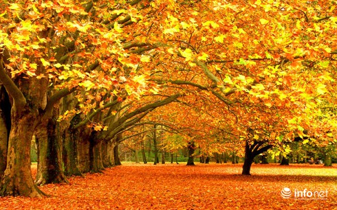 Vì sao mùa thu lá đổi màu? - ảnh 2