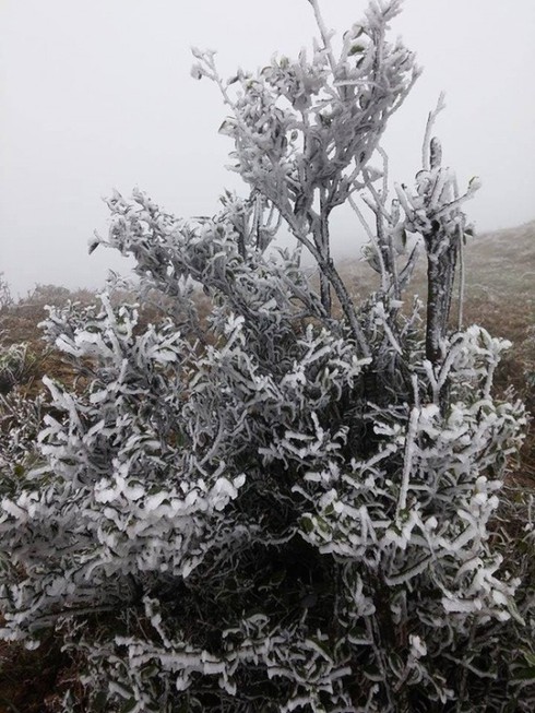 Nhiệt độ giảm nhanh, Sapa vẫn chưa có tuyết - ảnh 9