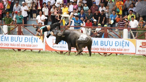 Trâu chọi Đồ Sơn húc người nguy kịch: Bộ VH-TT-DL chỉ đạo khẩn - ảnh 1