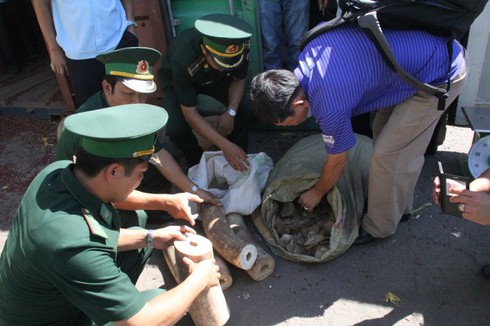 Đếm cả ngày mới hết số ngà voi, vảy tê tê “khủng” trái phép - ảnh 3