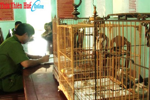 Trộm chim, bị truy tố - ảnh 1