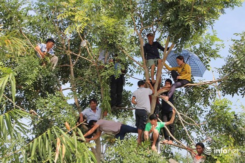 Trời nắng nóng, người dân trèo lên cây xem xử vụ thảm án Bình Phước - ảnh 9
