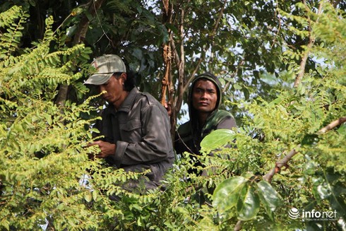 Trời nắng nóng, người dân trèo lên cây xem xử vụ thảm án Bình Phước - ảnh 7