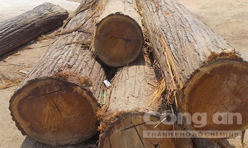 Bắt xe gỗ của Trưởng ban Quản lý rừng - ảnh 1