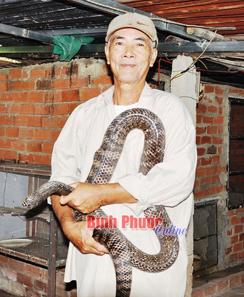 Lão nông 70 tuổi nuôi rắn làm giàu - ảnh 1