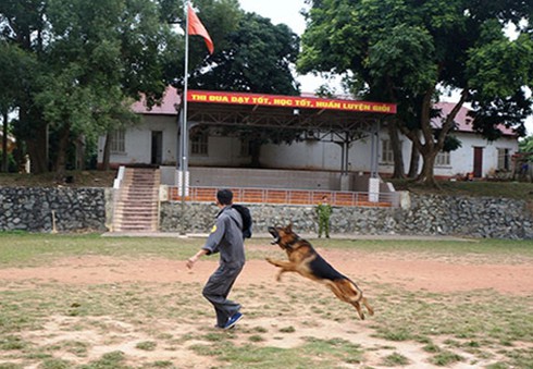 Chuyện chưa kể về những chú cảnh khuyển ở Việt Nam: Những huấn luyện viên tài ba - ảnh 2