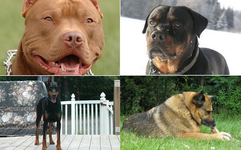 Kinh hoàng chó dữ - ảnh 1