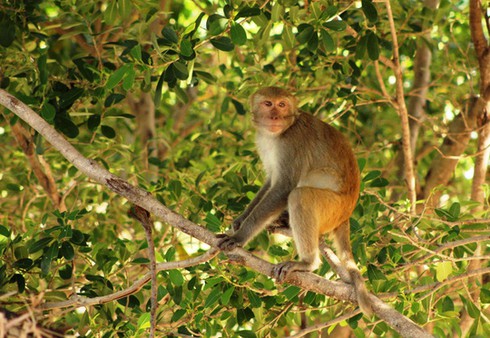 Khỉ tràn xuống làng phá hoa màu - ảnh 1